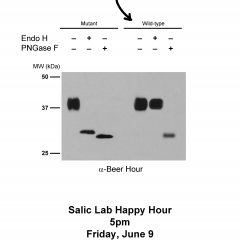 Beer Hour Post-ER: EndoH - Salic Lab Happy Hour, June 9, 2017